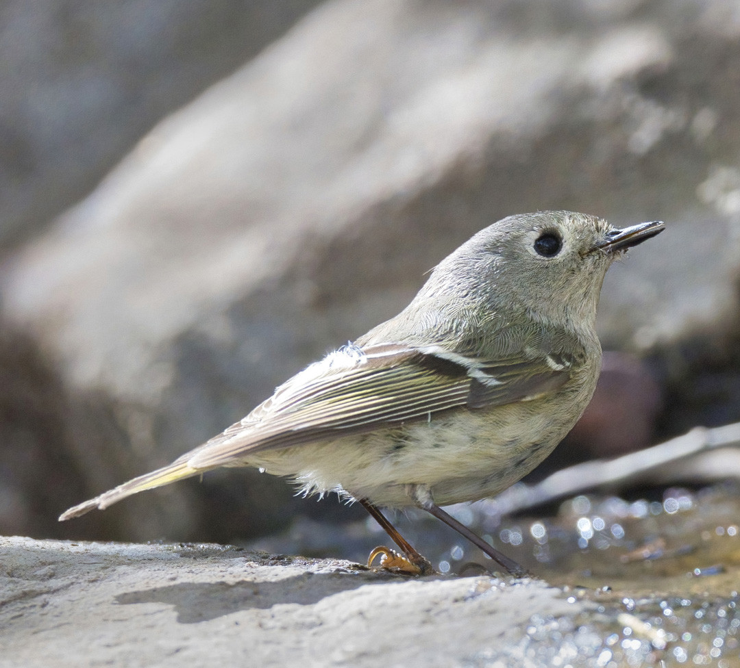 image Plumbeous Vireo